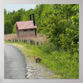 Fox Foto Poster (Voorkant)