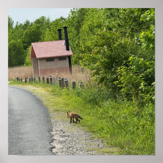 Fox Foto Poster (Voorkant)