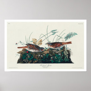 Fox-gekleurde Sparrow door Poster van Audubon