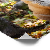 Fox in Bossen - Poster (Hoek)