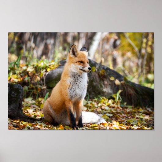 Fox in Bossen - Poster (Voorkant)