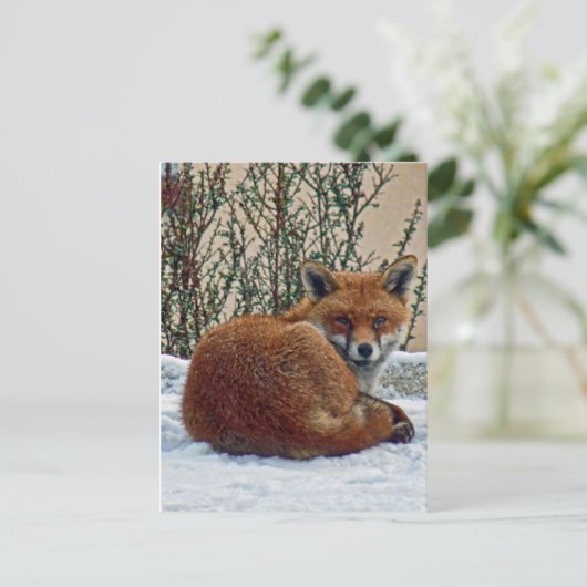 Fox in de sneeuw briefkaart (Staand voorkant)