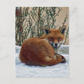 Fox in de sneeuw briefkaart (Voorkant)