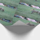 Fox in groen gras in het Thousand Oaks Park in San Cadeaupapier (Hoek)