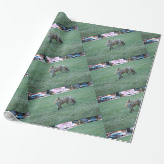 Fox in groen gras in het Thousand Oaks Park in San Cadeaupapier