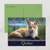 Fox in Percé Quebec Canada Briefkaart (Voorkant / Achterkant)