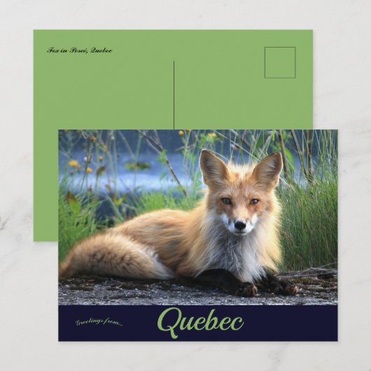 Fox in Percé Quebec Canada Briefkaart (Voorkant / Achterkant)
