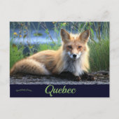 Fox in Percé Quebec Canada Briefkaart (Voorkant)