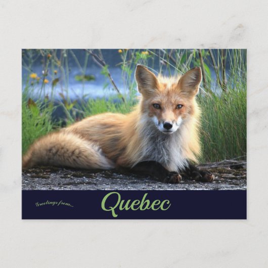 Fox in Percé Quebec Canada Briefkaart (Voorkant)