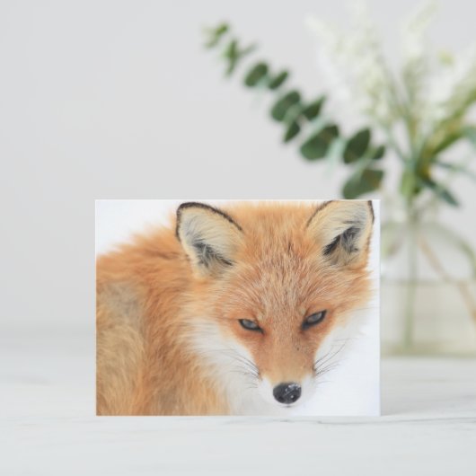Fox in sneeuw briefkaart (Staand voorkant)