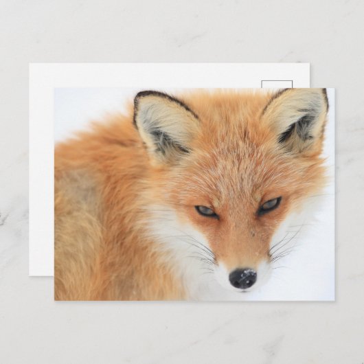 Fox in sneeuw briefkaart (Voorkant / Achterkant)