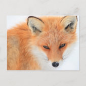 Fox in sneeuw briefkaart (Voorkant)