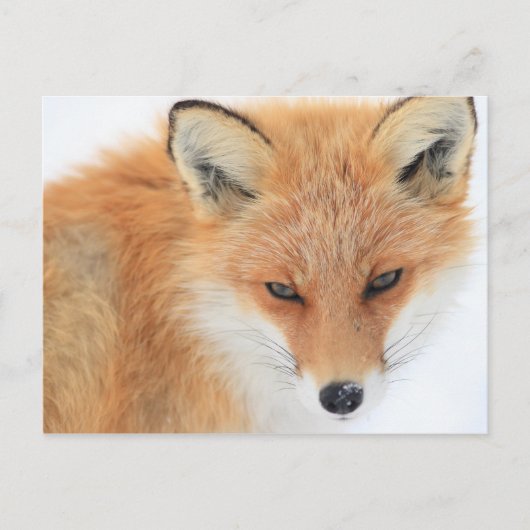 Fox in sneeuw briefkaart (Voorkant)