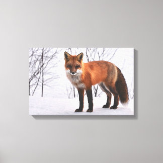 Fox in the Snow Canvas Afdruk