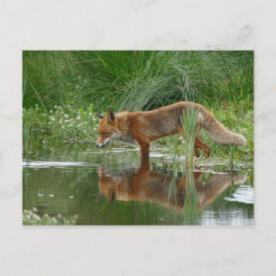 Fox in vijver briefkaart