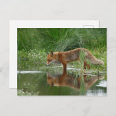 Fox in vijver briefkaart (Voorkant / Achterkant)