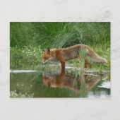 Fox in vijver briefkaart (Voorkant)