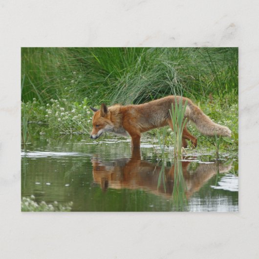 Fox in vijver briefkaart (Voorkant)