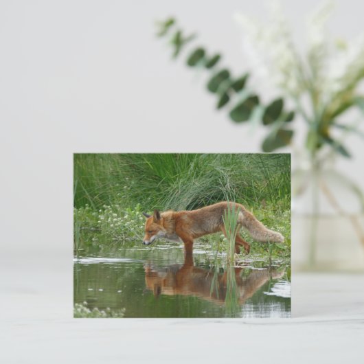 Fox in vijver briefkaart (Staand voorkant)