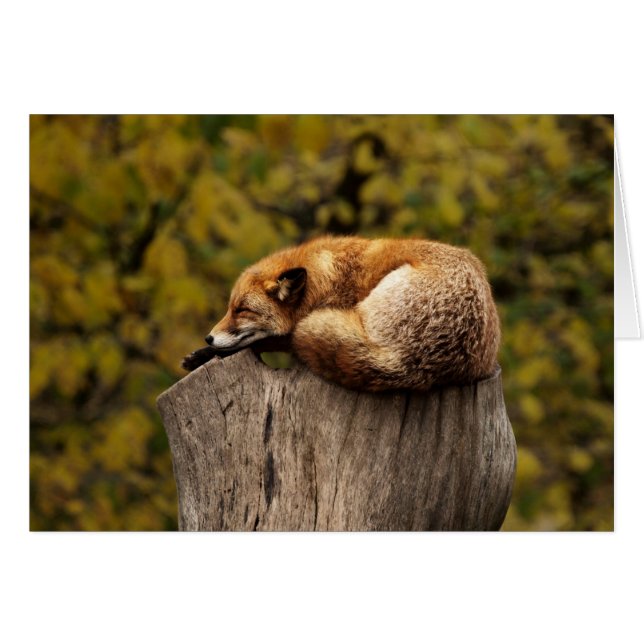 Fox-kaart - altijd leeg - douanekaart (Voorkant Horizontaal)