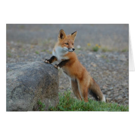 Fox-kaart - altijd leeg - douanekaart