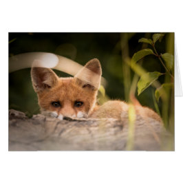 Fox-kaart - altijd leeg - douanekaart