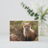 fox-kit briefkaart (Staand voorkant)