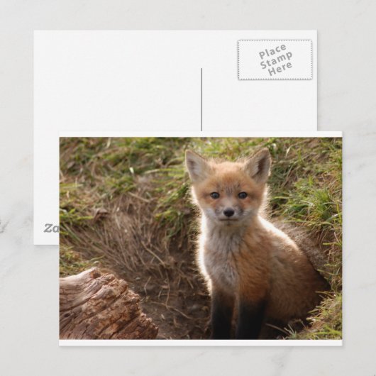 fox-kit briefkaart (Voorkant / Achterkant)