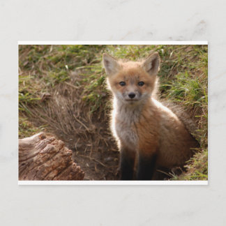 fox-kit briefkaart