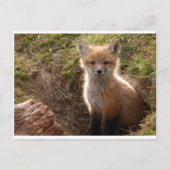 fox-kit briefkaart (Voorkant)