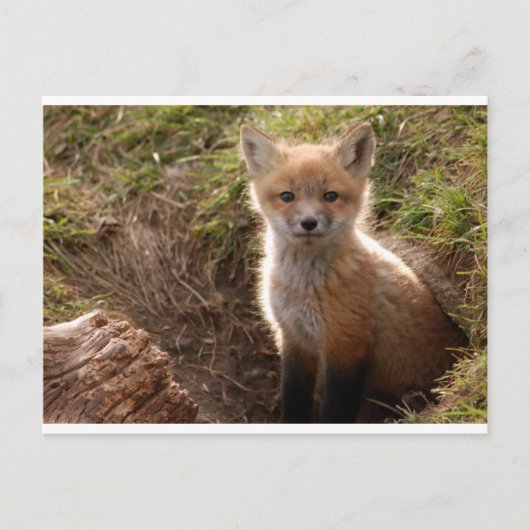 fox-kit briefkaart (Voorkant)