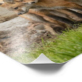 Fox-kit Foto Afdruk (Hoek)