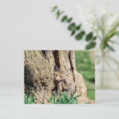 Fox Kit in de Hudson-vallei Briefkaart (Staand voorkant)