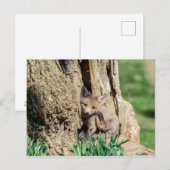 Fox Kit in de Hudson-vallei Briefkaart (Voorkant / Achterkant)