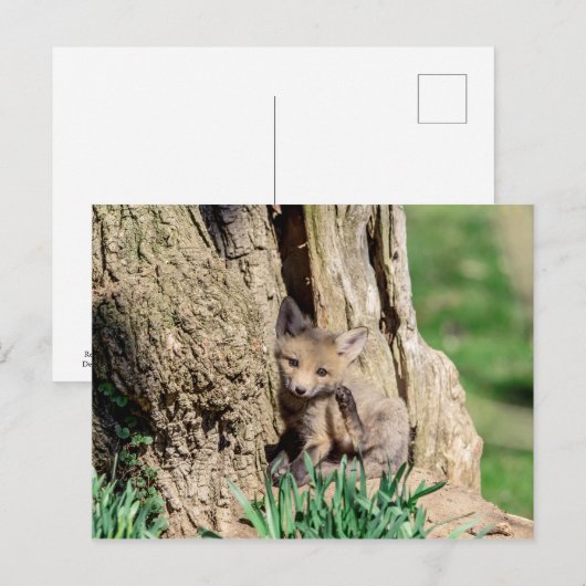 Fox Kit in de Hudson-vallei Briefkaart (Voorkant / Achterkant)