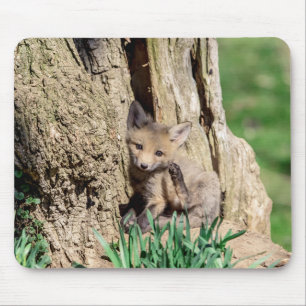 Fox Kit in de Hudson-vallei Muismat
