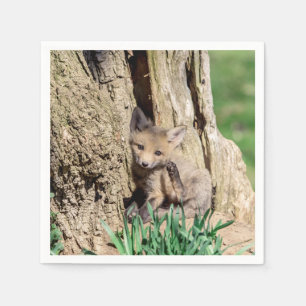 Fox Kit in de Hudson-vallei Servet