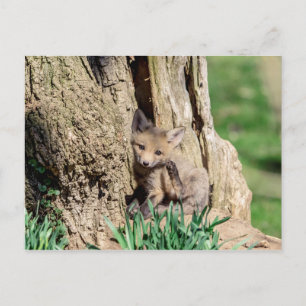 Fox Kit in the Hudson Valley Briefkaart