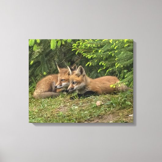 Fox Kit Pals Canvas Afdruk (Voorkant)