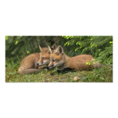 Fox Kit Pals Foto Afdruk (Voorkant)