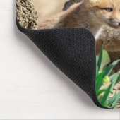 Fox Kits in de Hudson-vallei Muismat (Hoek)