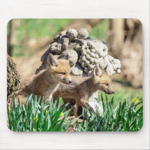 Fox Kits in de Hudson-vallei Muismat