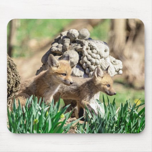 Fox Kits in de Hudson-vallei Muismat (Voorkant)
