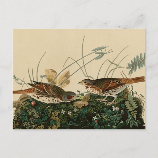 Fox-kleurige mousine briefkaart (Voorkant)