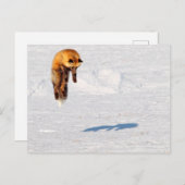 Fox Leap | Yukon, Canada Briefkaart (Voorkant / Achterkant)