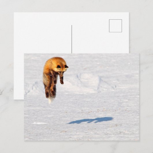 Fox Leap | Yukon, Canada Briefkaart (Voorkant / Achterkant)