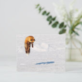 Fox Leap | Yukon, Canada Briefkaart (Staand voorkant)