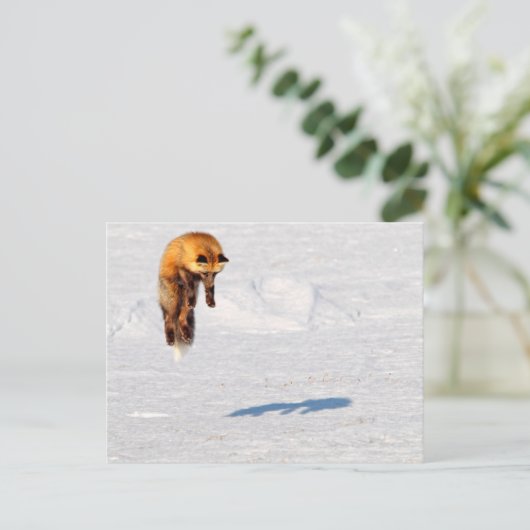 Fox Leap | Yukon, Canada Briefkaart (Staand voorkant)