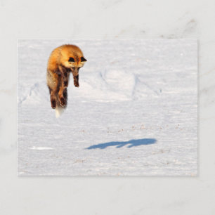 Fox Leap   Yukon, Canada Briefkaart