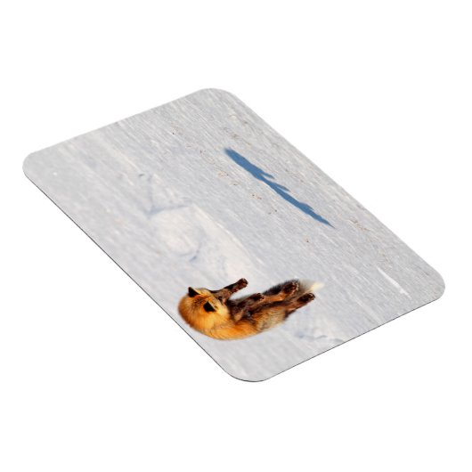 Fox Leap | Yukon, Canada Magneet (Rechterzijde)